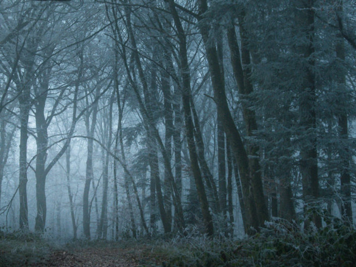 Une forêt enchantée en Franche-Comté