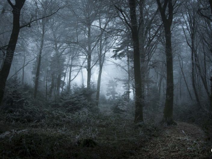 Photo de la forêt enchantée de Voujeaucourt