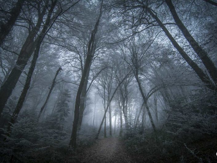 Arbre penchés dans une forêt enchantée