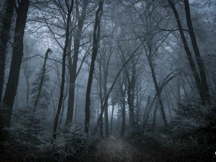 Arbres penchés dans la forêt enchantée de Voujeaucourt