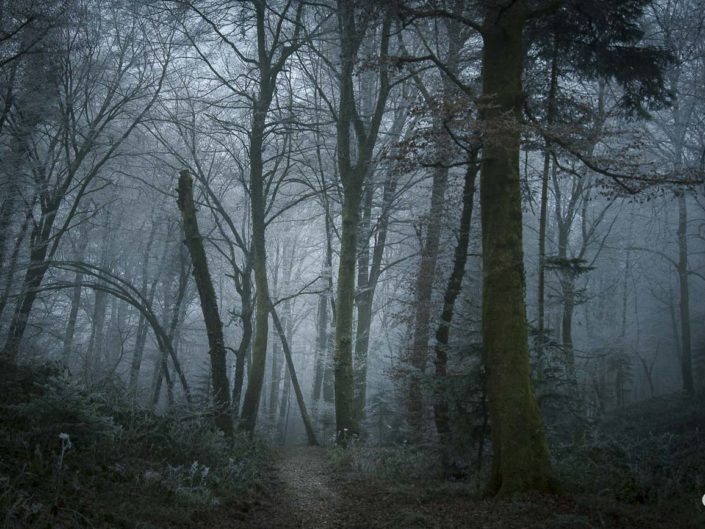 Arbre sans tête dans la forêt enchantée de Voujeaucourt