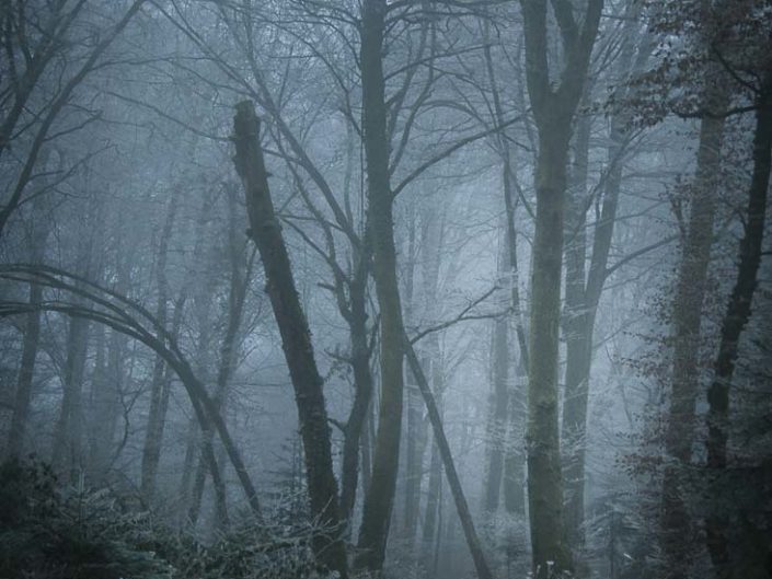 Arbre sans tête vu de plus près dans la forêt enchantée de Voujeaucourt