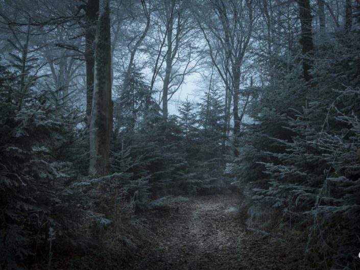 Photo des sapins dans la forêt enchantée de Voujeaucourt