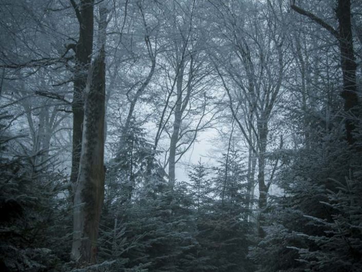 Au plus près des sapins de la forêt enchantée voujeaucourtoise