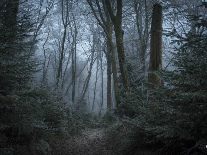 Un vieux tronc dans la forêt enchantée de Voujeaucourt