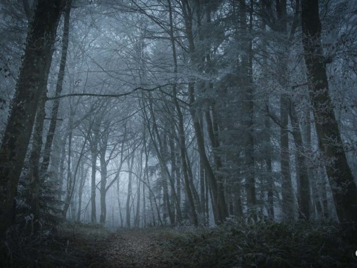 Photo d'un arbre voûté dans une forêt enchantée