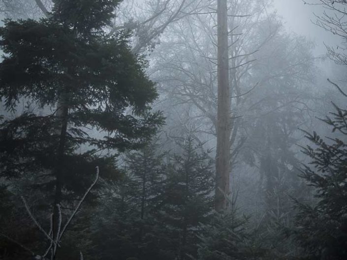 Dans la forêt enchantée, photo d'un vieil arbre décharné