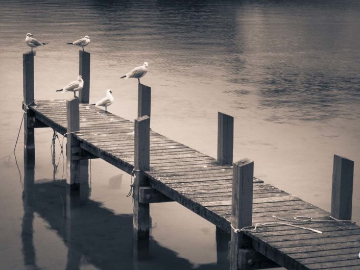 Photo virage partiel oiseaux sur ponton du lac d'Annecy