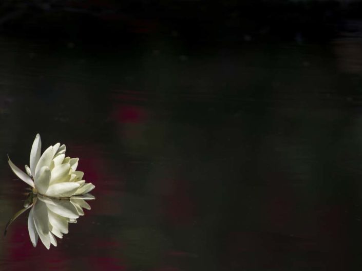 Nymphéa de Giverny en sous-exposition