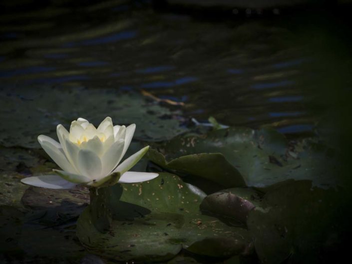 Nymphéa en sous-exposition au jardin d'eau de Monet