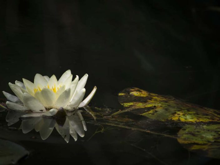 Photo ombre et lumière à Giverny