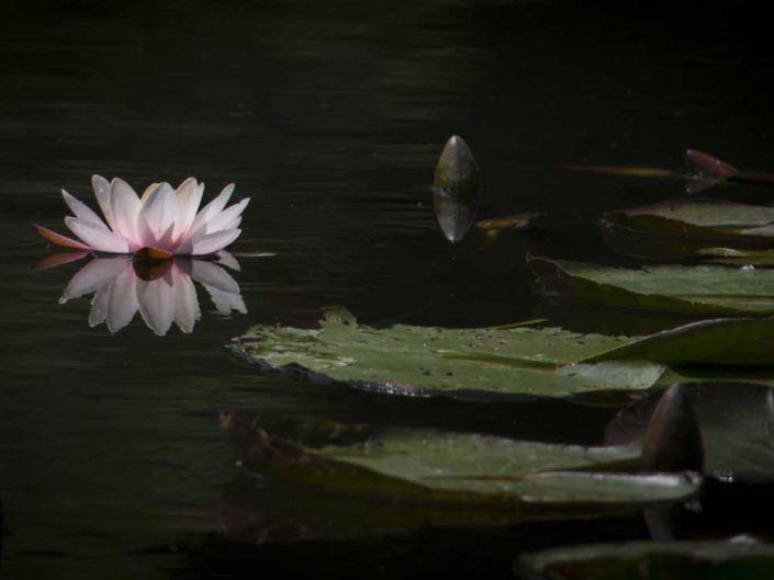 Nymphéa au jardin d'eau de Monet