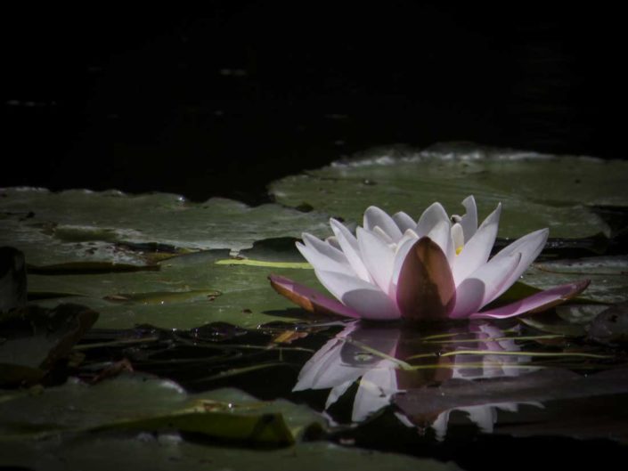 Reflets d'un nymphéa sur l'eau à Giverny