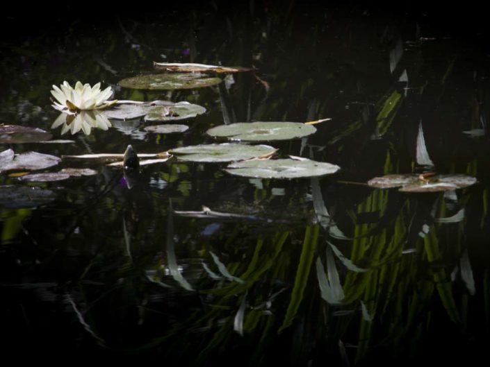 Reflets et sous-exposition au jardin d'eau de Giverny